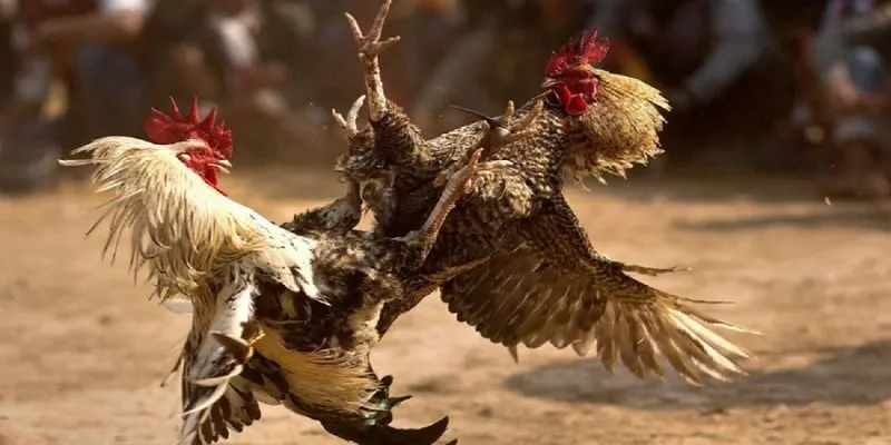 Gà đòn được chia thành ba hạng cân: 